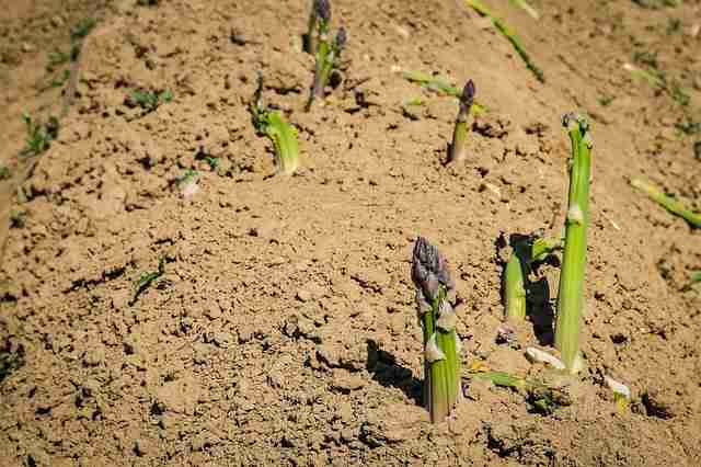 asparagus coming throught the ground