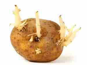 How To Get Potatoes To Sprout Eyes Preparation For Planting Growerexperts Com